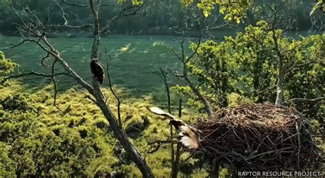 spo webcam|Decorah North Nest